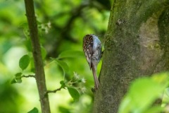 treecreeper