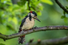 Great spotted woodpecker