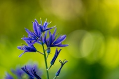 Camassia