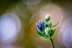 Aquilegia, granny's bonnet