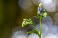 Aquilegia, granny's bonnet
