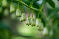 Solomon's Seal