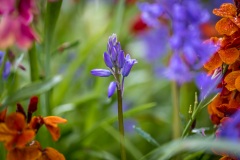 Bluebell, wallflowers