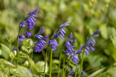 Bluebell