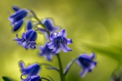 Bluebell