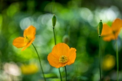 Welsh poppy