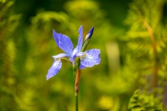 Iris