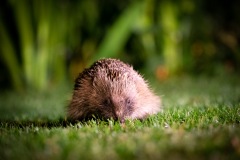Hedgehog