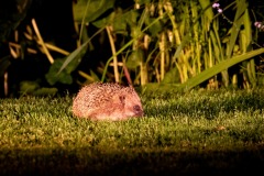 Hedgehog