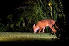 fox