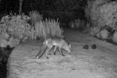 fox, hedgehog