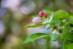 Crab apple blossom