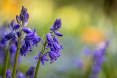 Bluebells