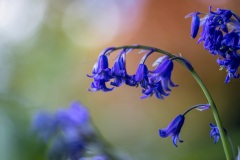 Bluebells