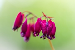 Bleeding heart, dicentra