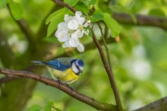 garden-diary-5