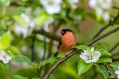 garden-diary-6