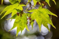 acer leaves