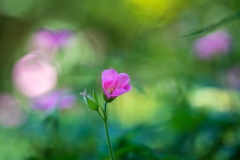 geranium, cranesbill