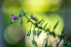 geranium, cranesbill