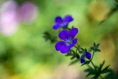 geranium, cranesbill