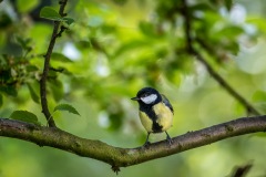 Great tit