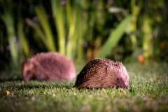 Hedgehog