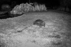 Hedgehog