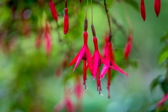 Fuschia