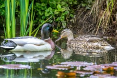 Mallard