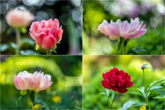 peony