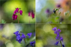 Bleeding heart, aquilegia, bluebell
