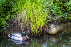 mallard
