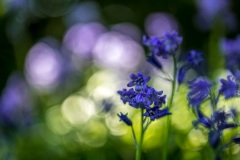 bluebell