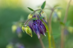 aquilegia