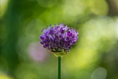 allium