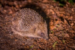 Hedgehog
