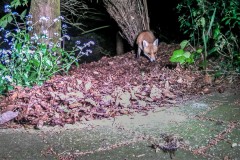 fox