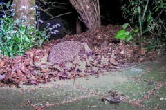 hedgehog
