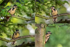 Great spotted woodpecker