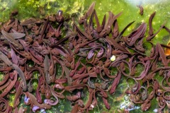 tadpoles tadpoles