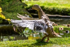 mallard