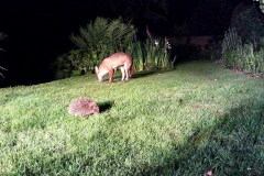 Fox and Hedgehog Fox and Hedgehog