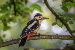 Great spotted woodpecker Great spotted woodpecker