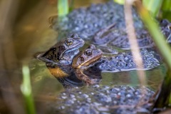 frogs frogs