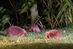 Hedgehog