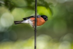 male bullfinch male bullfinch