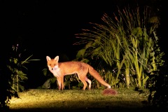 Fox, hedgehog Fox, hedgehog