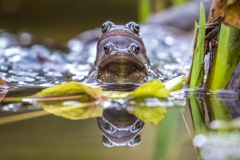 frogs frogs