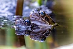 Frogs Frogs